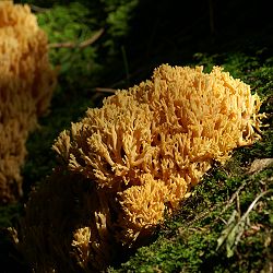 Ένας κίτρινος κοραλλιογενής μύκητας
