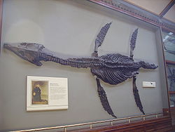 Jedno z odkryć Mary Anning: Rhomaleosaurus w Muzeum Historii Naturalnej, Londyn