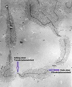 Ribosomal DNA in transcription: the length of newly synthesized rRNA molecules increases from the beginning to the end of a transcription unit (electron micrograph, magnification 40,000 times).