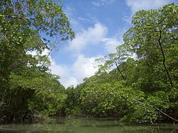 Upe Amazones lietus mežā