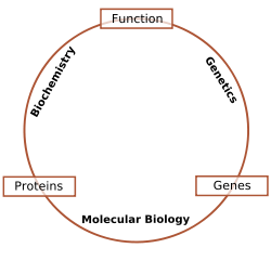 Schematický vzťah medzi biochémiou, genetikou a molekulárnou biológiou