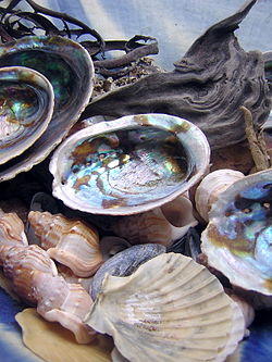 En utställning med skal av marina blötdjur, bland annat abalone, pilgrimsmussla och blåmussla.  