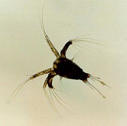 Nauplius larve van een roeipootkreeft