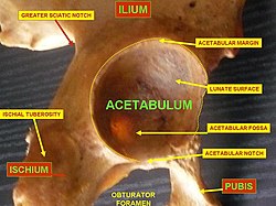 Het acetabulum is het heupgewricht (koker) aan de bovenkant van elk been.