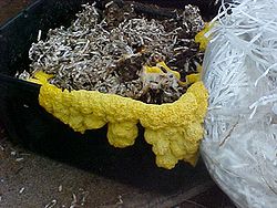 Gele slijmschimmel groeit op een bak nat papier