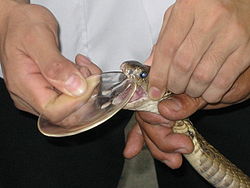 "Ordeñar" una serpiente para poder fabricar un antiveneno.  