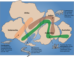 The distribution of fossils of Cynognathus, Mesosaurus, Lystrosaurus and the Glossopteridales on today's continents (strongly schematic representation, the colored areas do not correspond to the actual finding regions) confirms the former existence of the large continent Gondwana.