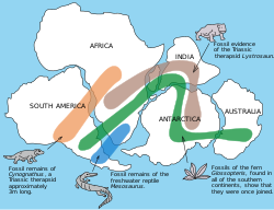 Fossile fund, der tyder på, at kontinenter, der nu er adskilt, engang var sammen: se Pangæa  