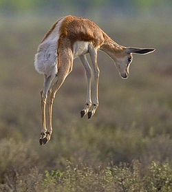 Een jonge springbok stotend  