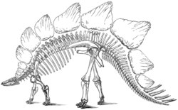 Marsh's illustratie uit 1896 van de botten van Stegosaurus, een dinosaurus die hij in 1877 beschreef en noemde