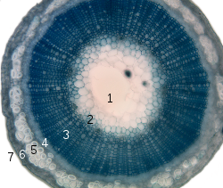 Secțiune transversală a unei tulpini de in: 1. miez2 . protoxilemă3. xilemă4. floem5. sclerenchimă (fibră liberală) 6. cortex7 . epidermă