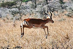 Een gazelle stotend  