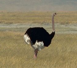 Een struisvogel, een van de snelste van de levende tweevoeters