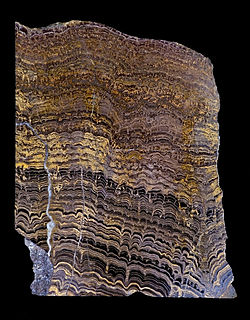 Paleoproterozoïsche stromatoliet uit Bolivia, Zuid-Amerika