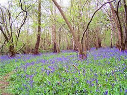 Bluebells στο Swithland Wood