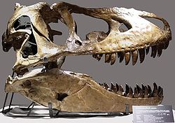 Een Tarbosaurus schedel