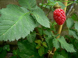 Een tayberry