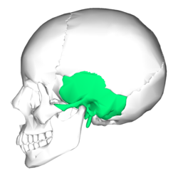 posizione dell'osso temporale