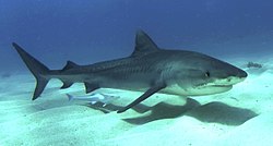Młody rekin tygrysi na Bahamach