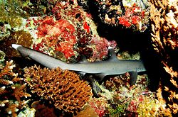 Valkokärkinen riuttahai on hyvin yleinen koralliriutoilla.