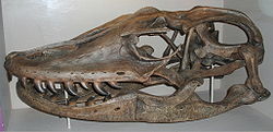 Megalania schedel, ongeveer 74 cm (29 in) lang, in het Museum of Science, Boston