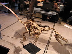 Montiertes Skelett von Velociraptor mongoliensis.