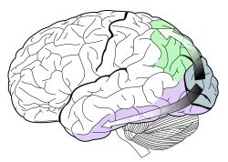 Sono mostrati il flusso dorsale (verde) e il flusso ventrale (viola). Essi provengono dalla corteccia visiva primaria