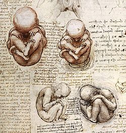 "Näkymiä sikiöstä kohdussa", Leonardo da Vinci, n. 1510-1512. Synnytystä edeltävä kehitys on merkittävä kehitysbiologian osa-alue.  