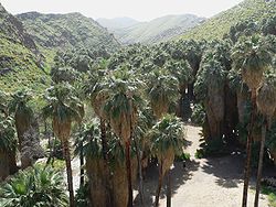Este bosque de Washingtonia filifera em Palm Canyon, Califórnia, está crescendo ao lado de um riacho que corre pelo deserto.
