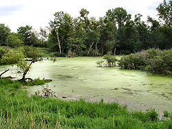 Klein moerasgebied in Marshall County, Indiana.