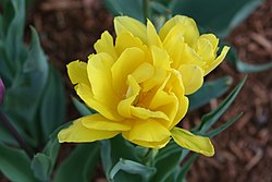Denne tulipan har mange kronblade (gule)  