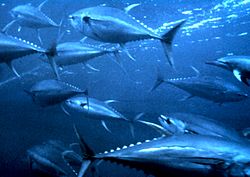 Tuńczyki są ulubioną zdobyczą rekinów jedwabistych.