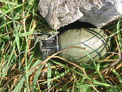 作为诱杀装置使用的手榴弹，用绊马索引爆。