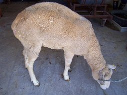 Las ovejas que sufren de Scrapie tienen problemas para mantenerse erguidas, como esta.  
