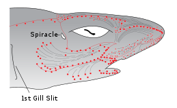 Elektrorezeptoren im Kopf eines Hais.