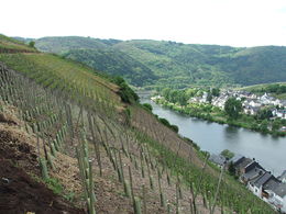 Un vignoble escarpé surplombant la Moselle