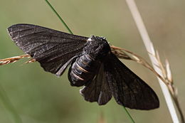 Die Melanic-Carbonaria-Morphie