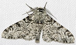 Biston betularia f.typica ，浅色斑纹蛾。