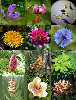 Selection of differently constructed flowers at different stages of development of vascular plants. Below left a "flower" of a horsetail.