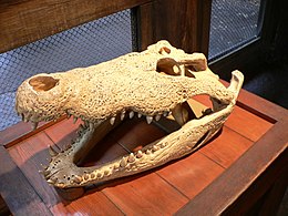 Skull of an adult representative of a large Crocodylus species with clearly recognizable ornamentation, unpaired nasal opening and distinct retroarticular processes on the lower jaw.