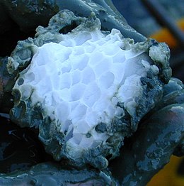 Methane hydrate with honeycomb-like structure from "Hydrate Ridge" off Oregon, USA.