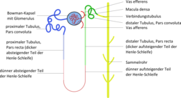 The figure shows the different sections of the tubular system. ATTENTION: The macula densa is attached to the vas afferens and not to the vas efferens as shown in the picture.