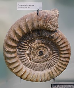 Ammonites ("Ammon horns") are among the best known and most popular fossils. Here a representative of the species Perisphinctes wartae from the Upper Jurassic of the Innerstebergland (southern Lower Saxony).