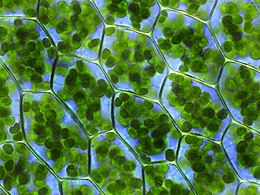 Chloroplasten zichtbaar in de cellen van Plagiomnium affine