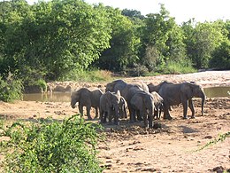 Elephants in Yankari National Park