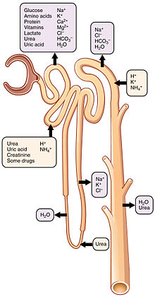 Menselijke osmoregulatie in het nefron  