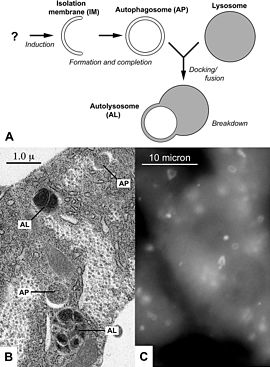 (A) Schemat autofagii; (B) Mikrograf elektronowy struktur autofagicznych w ciele tłuszczowym larwy muszki owocowej; (C) Fluorescencyjnie znakowane autofagosomy w komórkach wątroby głodzonych myszy