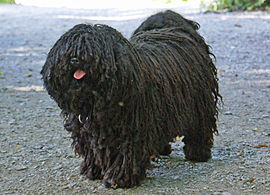 Schwarzer Puli. Dieser Hund hat ein schönes, sehr gut gepflegtes Fell, mit dünnen Fellsträngen.
