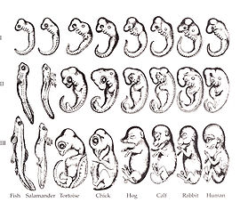 Kopia kontrowersyjnych rysunków Ernsta Haeckela z 1892 roku (ta wersja ryciny jest często błędnie przypisywana Haeckelowi).