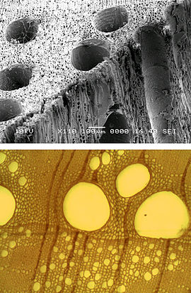 SEM-bild (överst) och ljusmikroskopisk bild (nederst) av kärlelement i ek.  